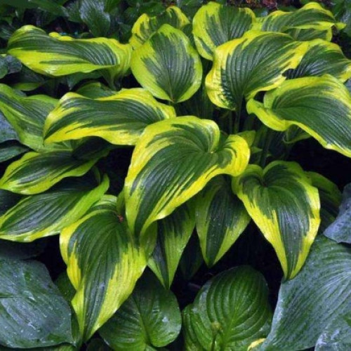 hosta-aureomarginata