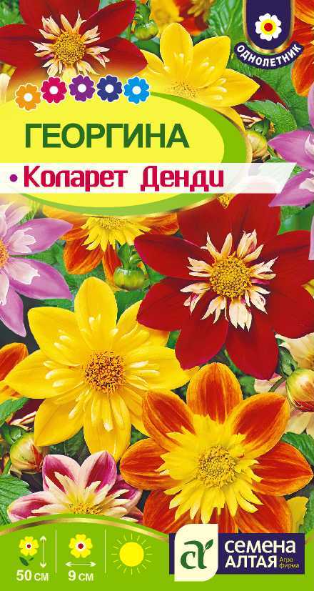 Коларет денди цп