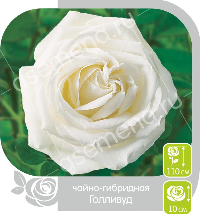 Голливуд