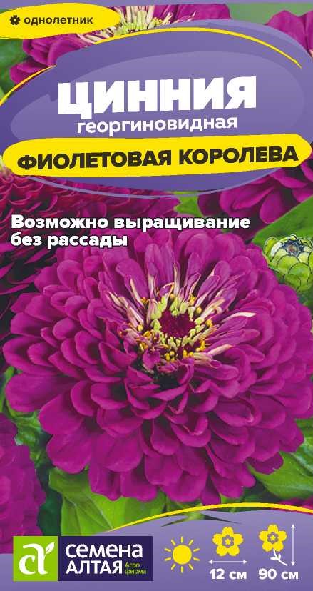 Цинния фиолетовая королева