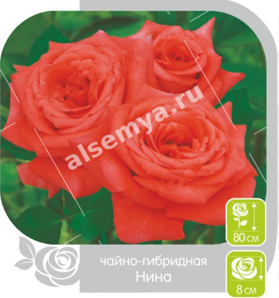 Нина