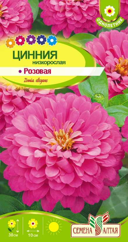 Низкорослая розовая