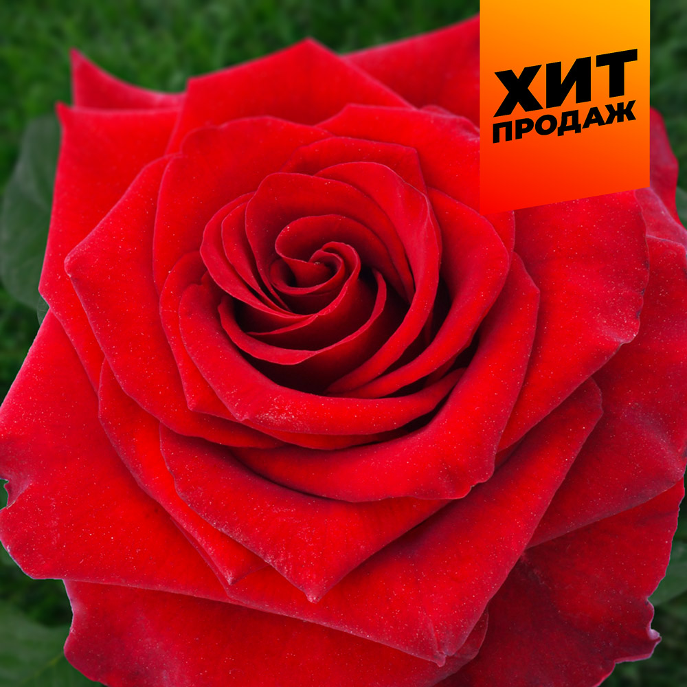 Роза Эксплорер