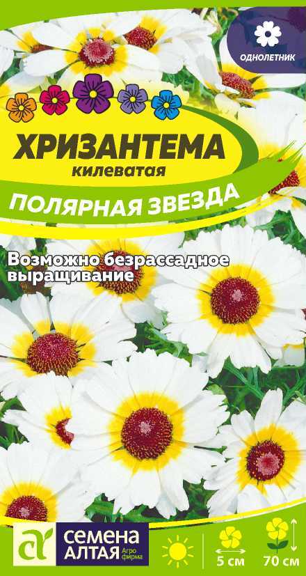 Хризантема полярный