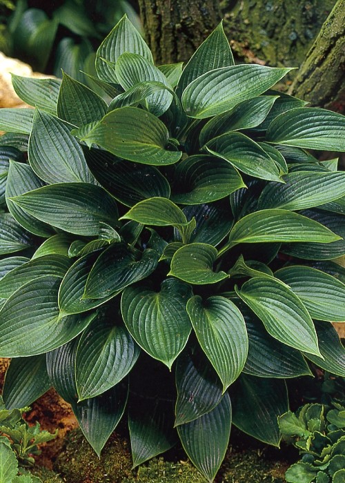 hosta-Devon-Green