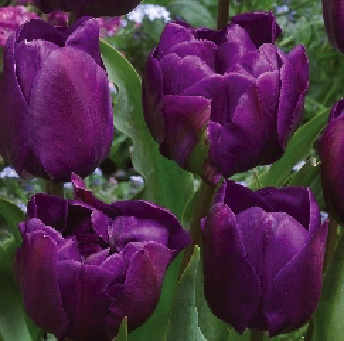 Tulipa Negrita Mix