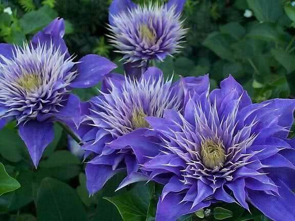 klematis_multi_blu