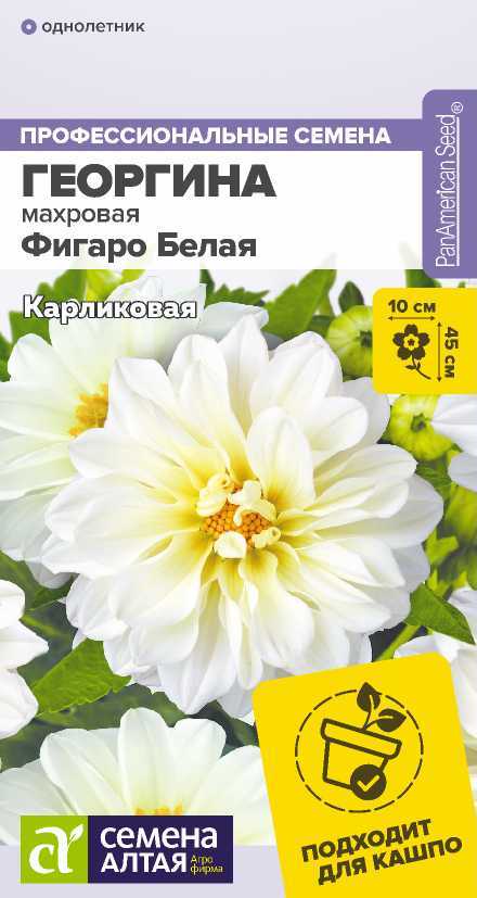 Георгина Фигаро белая