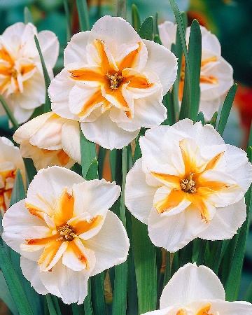 Narcissus Broadway Star
