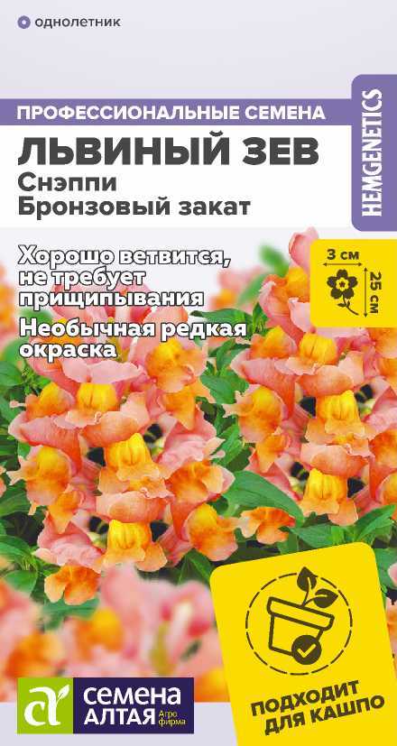 Львинный зев снэппи бронзовый закат