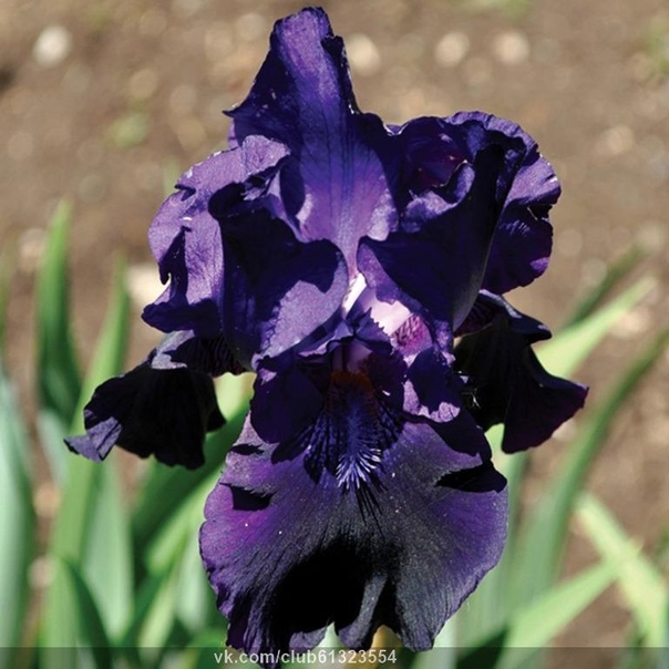 iris_blek_taffeta