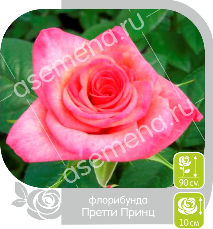 Претти принц