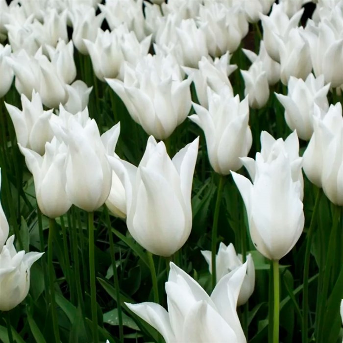 tulpan-white-triufator