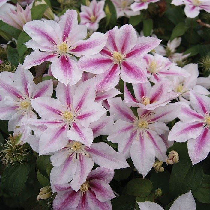 Klematis_andromeda
