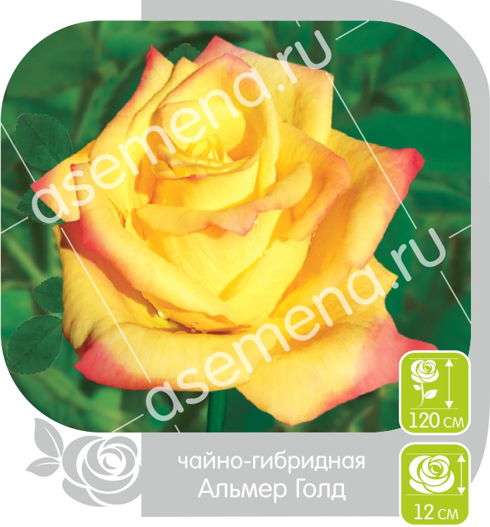 Альмер Голд