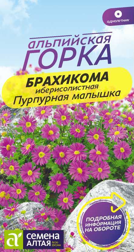 Брахикома пурпурная