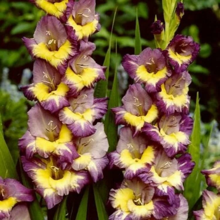 gladiolus_dynamite