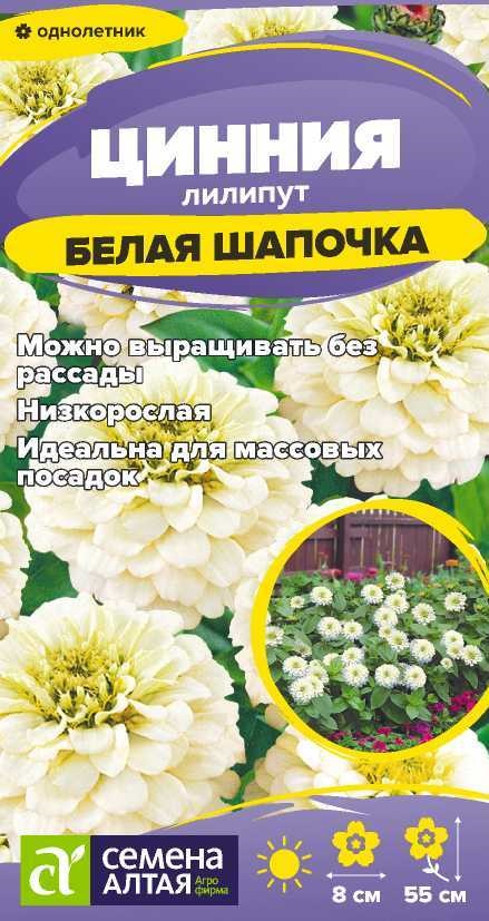 Цинния лилипут Белая шапочка