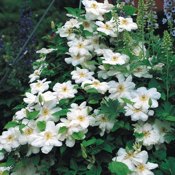 klematis-madame-le-coultre