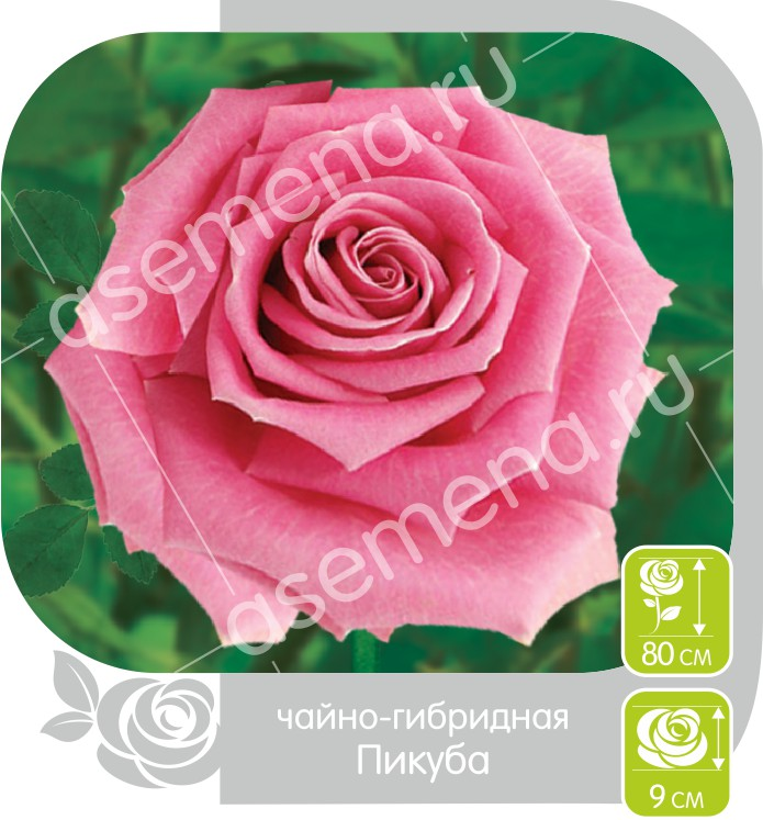 Пикуба