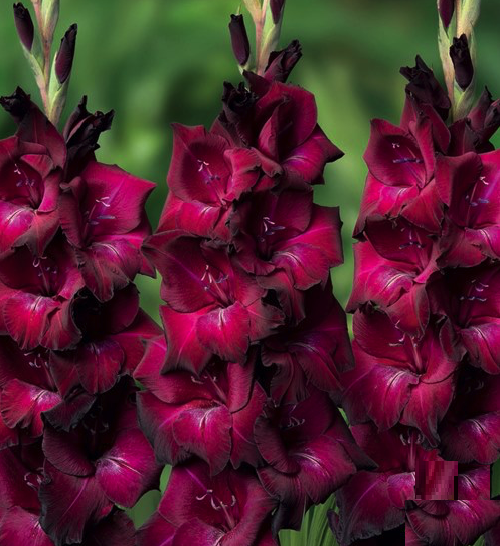 gladiolus-ravel