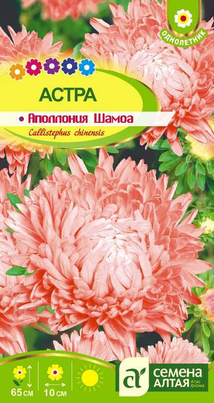 аполлония шамоа цп