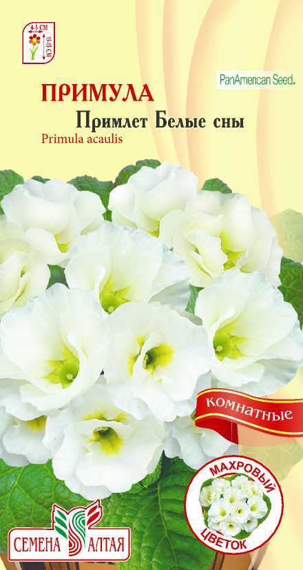Примула Белые сны