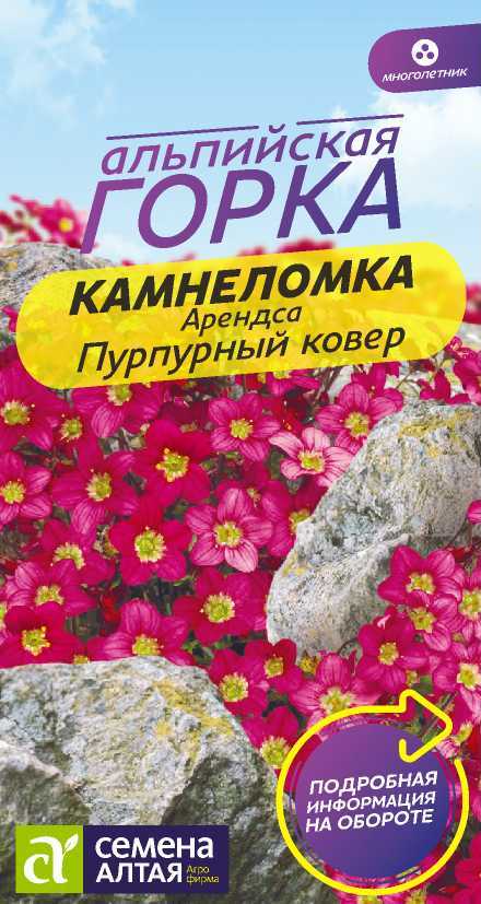 Камнеломка пурпурный ковер 2