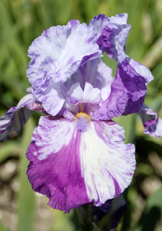 iris_shazam