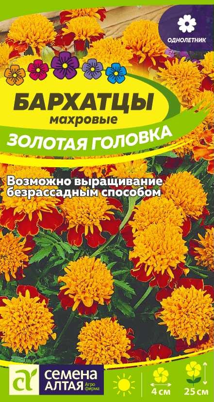 Бархатцы золотая головка