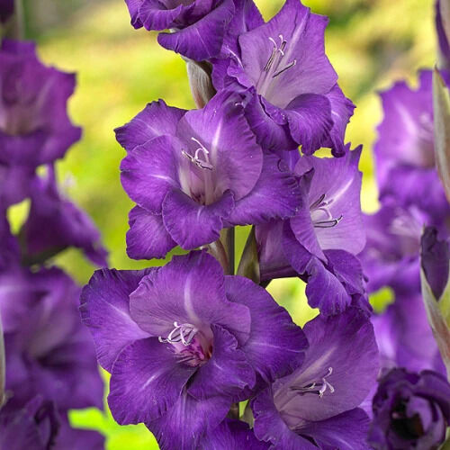 gladiolus-kam-sui