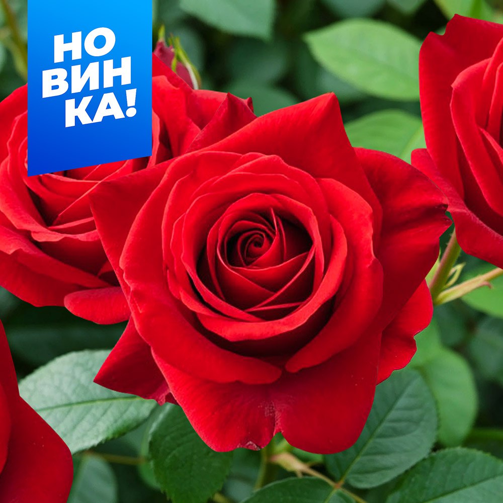 Роза Кис Кордана