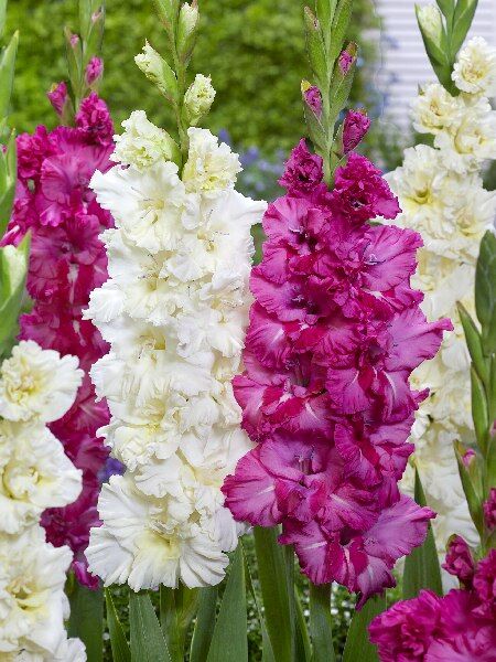 gladiolus-plam-and-crem