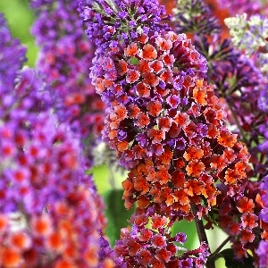 Buddleja weyeriana Flowerpower
