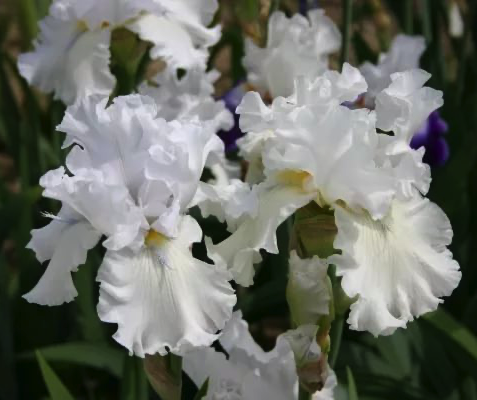 iris-bianka