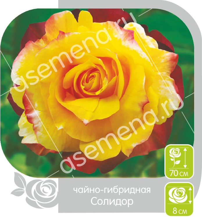Скайлайн