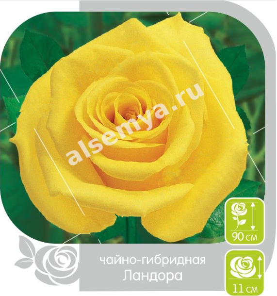 Ландора
