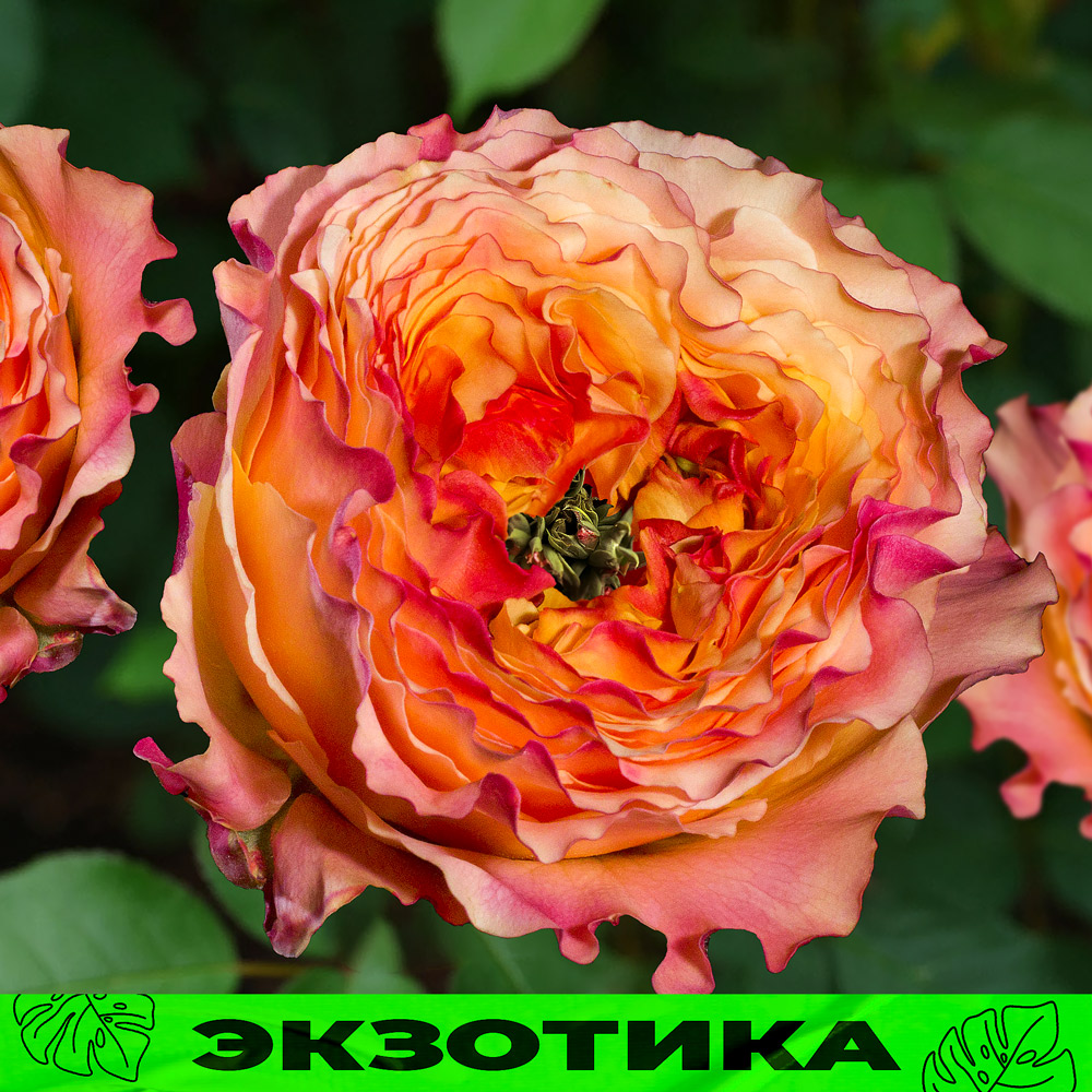 Кабана
