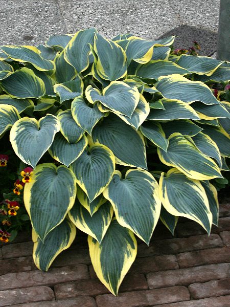 Hosta Valley's Glacier