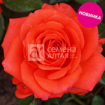 Роза Альма/Сем Алт/1шт. в коробке