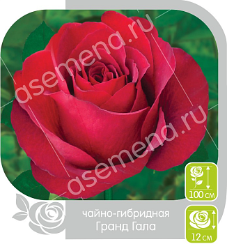 Роза Гранд Гала