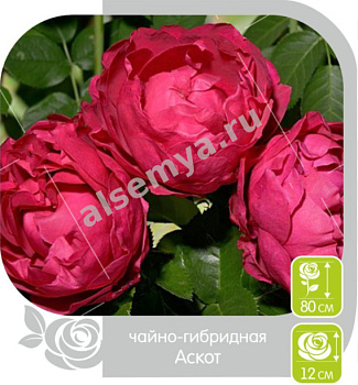Роза Аскот