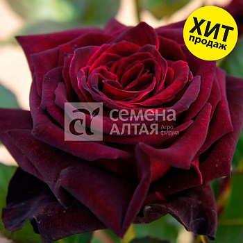 Роза Блек Баккара/Сем Алт/1шт. в коробке