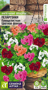 Цветы Пеларгония Цветной фонтан плющелистная/Сем Алт/цп 3 шт. Ампельные Шедевры