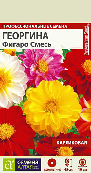 Цветы Георгина Фигаро Смесь махровая/Сем Алт/цп 5 шт.