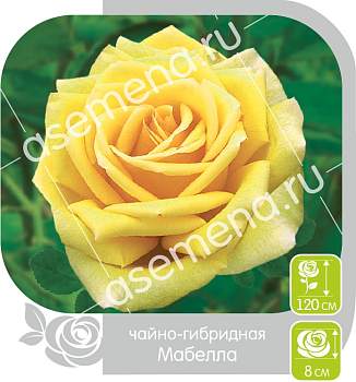 Роза Мабелла