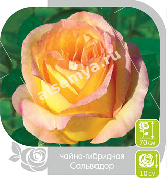Роза Сальвадор