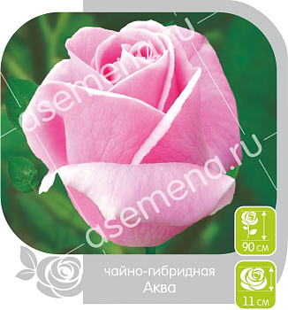 Роза Аква