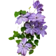 Клематис