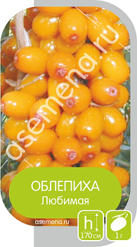 Облепиха Любимая